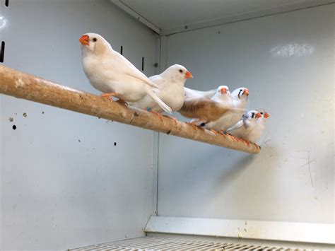 Looking for birds for sale Albino Quaker Parrot for sale. . Finch for sale near me